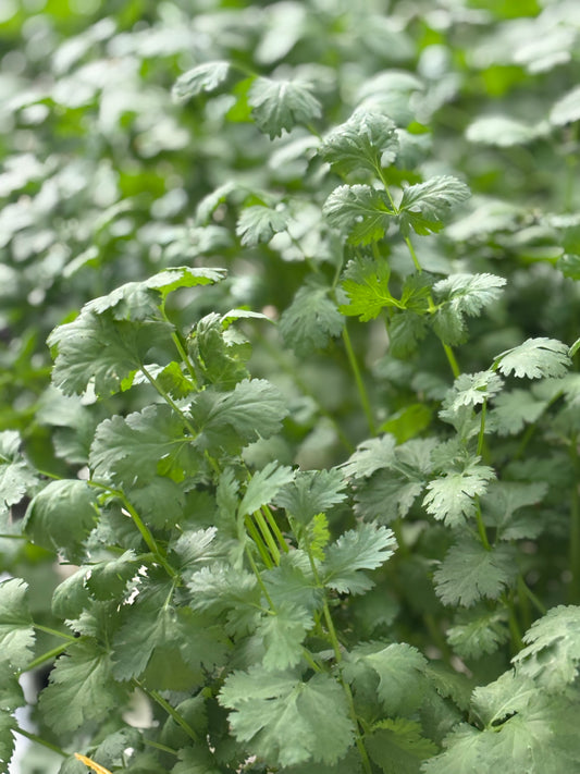 Micro Cilantro