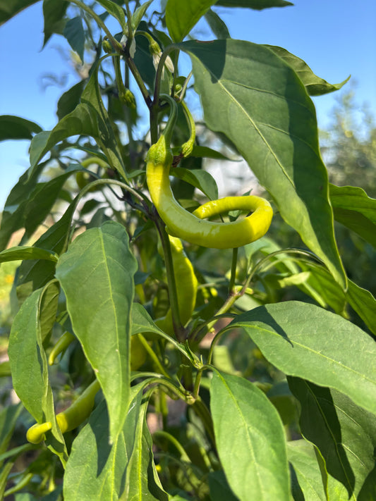 Corbaci