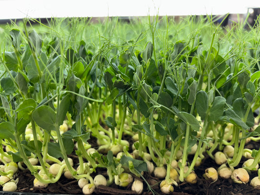 Micro Peas